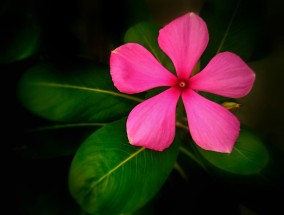 除甲醛花卉排名前十名及玄武区专业绿植花卉养护除甲醛最好的花卉