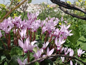 绿蒙花卉——黑龙江省四季海棠花卉基地的魅力